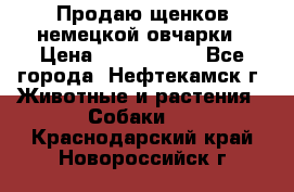 Продаю щенков немецкой овчарки › Цена ­ 5000-6000 - Все города, Нефтекамск г. Животные и растения » Собаки   . Краснодарский край,Новороссийск г.